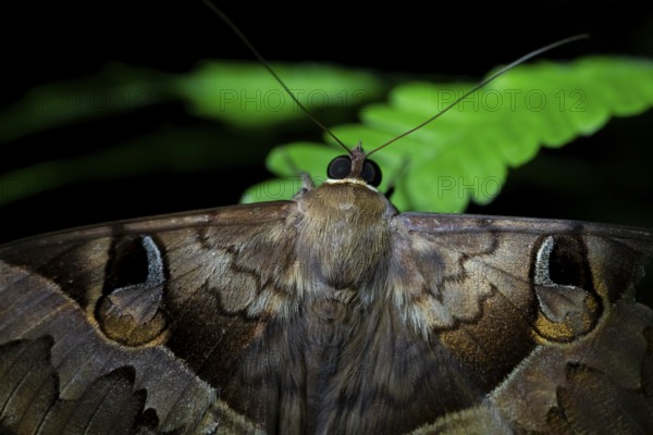 Moth (Noctuidae), (Cyligramma fluctuosa) at night in the jungle, Amani Nature Forest Reserve, Eastern Usambara Mountains, Tanga, Tanzania