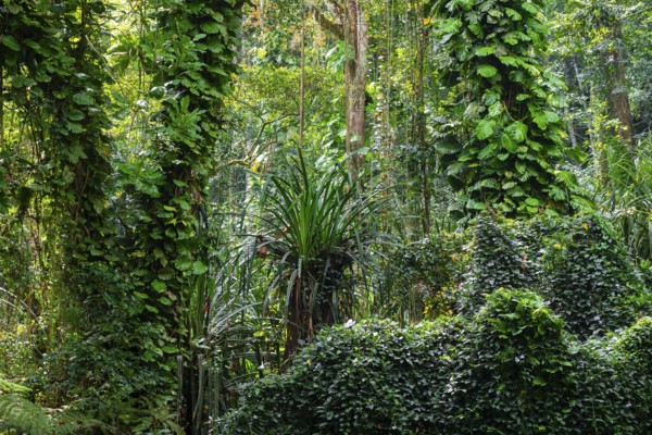 Overgrown tree in jungle, Amani Nature Forest Reserve, Eastern Usambara Mountains, Tanga, Tanzania
