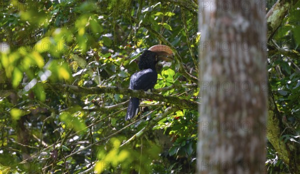 Silver-cheeked hornbill (Bycanistes brevis) in the jungle, Amani Nature Forest Reserve, Eastern Usambara Mountains, Tanga, Tanzania