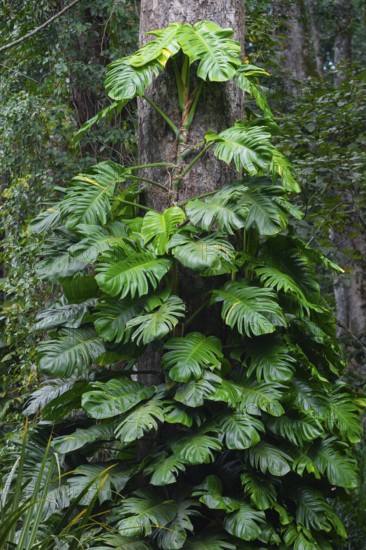 Overgrown tree in jungle, Amani Nature Forest Reserve, Eastern Usambara Mountains, Tanga, Tanzania