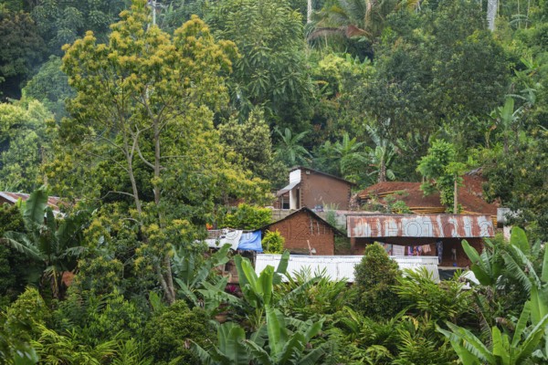 Houses in a settlement in the Amani Nature Forest Reserve, Eastern Usambara Mountains, Tanga, Tanzania