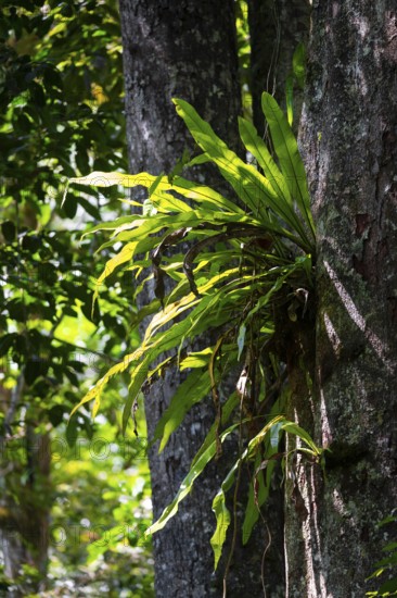 Epiphyte, fern, overgrown tree in the jungle, Amani Nature Forest Reserve, Eastern Usambara Mountains, Tanga, Tanzania
