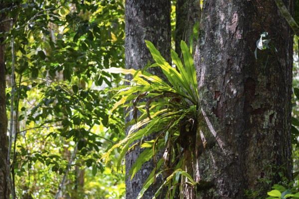 Epiphyte, fern, overgrown tree in the jungle, Amani Nature Forest Reserve, Eastern Usambara Mountains, Tanga, Tanzania