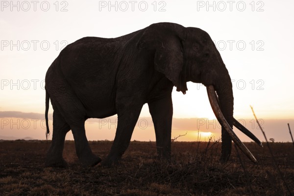 Backlight, African elephant (Loxodonta africana), the famous Super Tusker elephant Craig, old bull elephants with long tusks, at sunset, Amboseli, Kenya