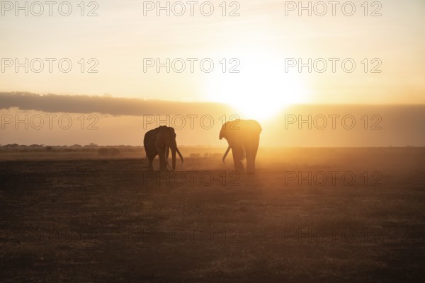 Backlight, African elephant (Loxodonta africana), the famous Super Tusker elephant Craig and Pascal, old bull elephants with long tusks, at sunset, Amboseli, Kenya