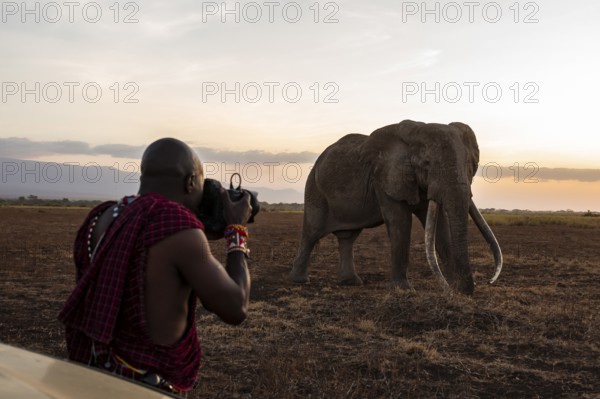 Maasai man photographed, African elephant (Loxodonta africana), the famous Super Tusker elephant Craig, old bull elephants with long tusks, at sunset, Amboseli, Kenya
