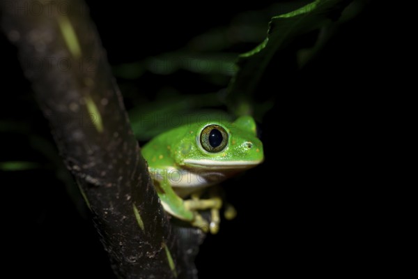 Forest climbing frog (Leptopelis barbouri) in the jungle, night view, Amani Forest Reserve, Tanzania
