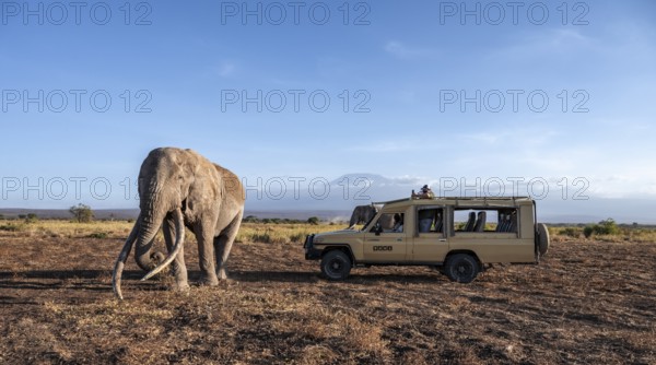 African elephant (Loxodonta africana), the famous Super Tusker elephant Craig, old bull elephants with long tusks next to a safari jeep, Amboseli, Kenya