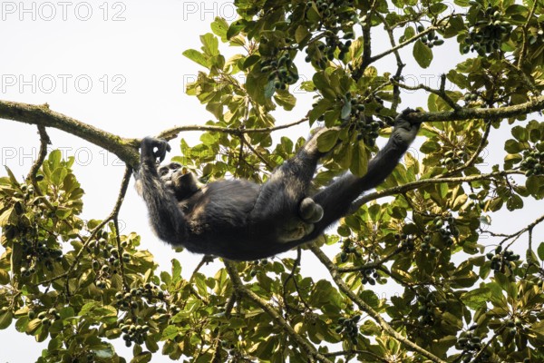 Chimpanzee (Pan Troglodytes), adult male feeding in the treetop in the jungle, Murchison Falls National Park, Uganda