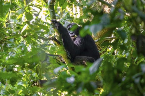 Chimpanzee (Pan Troglodytes), adult male in a jungle tree, Murchison Falls National Park, Uganda