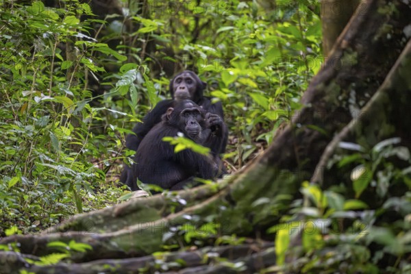 Chimpanzee (Pan Troglodytes), adult male on the ground in the jungle, Murchison Falls National Park, Uganda