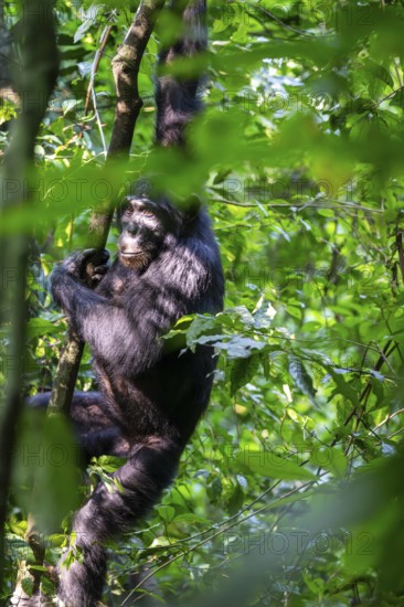 Chimpanzee (Pan Troglodytes), adult male shimmering in the jungle, Murchison Falls National Park, Uganda