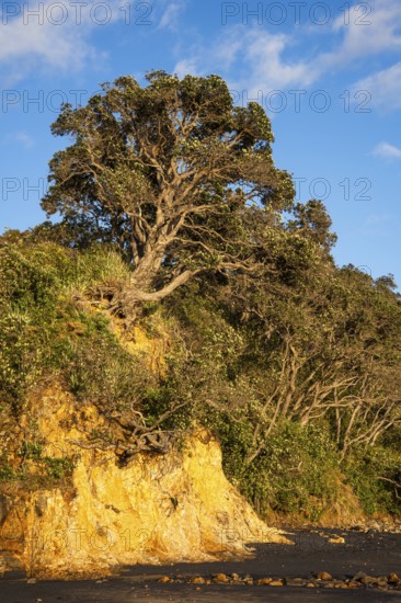 New Zealand Christmas tree (Metrosideros) in Otara Bay. Morning, golden hour.Otara Bay, Coromandel Peninsula, Waikato, New Zealand