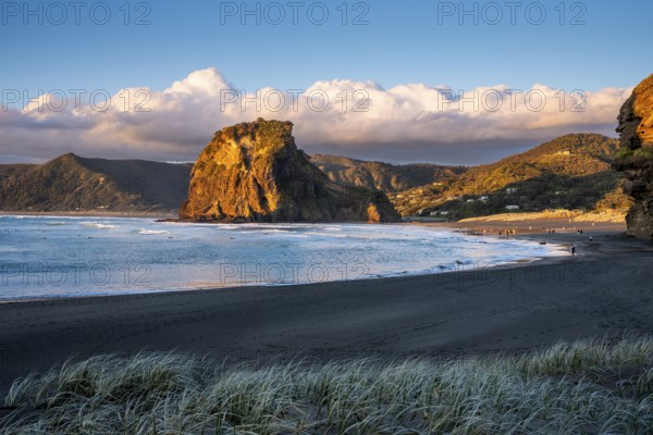 Landscape in New Zealand with sea and sandy beach. Piha Beach and Lion Rock. People on the beach, surfers in the water. In the evening, golden hour. Piha, Waitakere Ranges, West Auckland, New Zealand