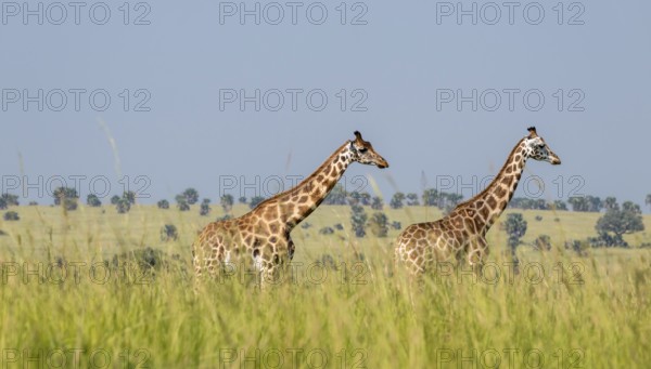 Rothschild giraffes in Murchison Falls National Park, Uganda