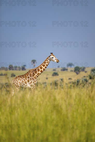 Rothschild giraffes in Murchison Falls National Park, Uganda