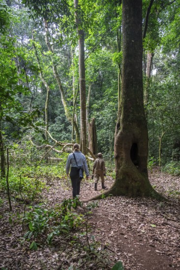 Tourists and rangers run in the jungle, Kibale National Park, Uganda