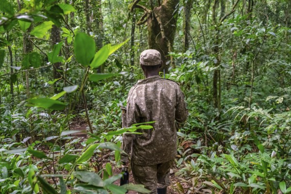 Ranger running in the jungle, Kibale National Park, Uganda