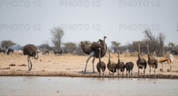 African ostrich (Struthio camelus), funny animal family, mother and six juvenile young animals, group drinking at the waterhole, Nxai Pan National Park, Botswana