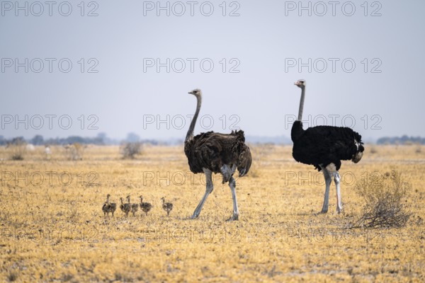 African ostrich (Struthio camelus), adult female and male with six young animals, chicks, animal family, African savanna, Nxai Pan National Park, Botswana