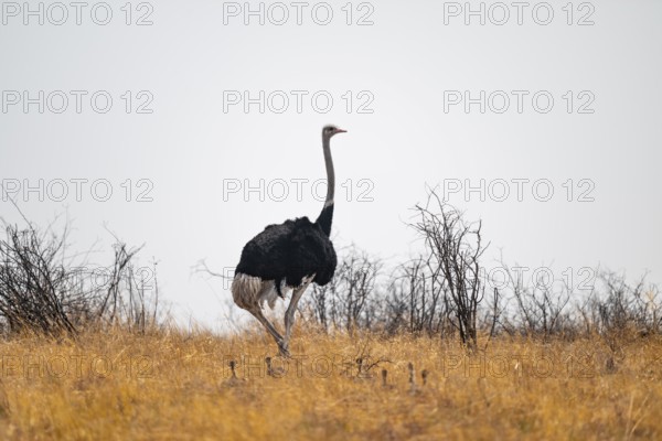 African ostrich (Struthio camelus), adult male with young animals, chicks, African savanna, Nxai Pan National Park, Botswana
