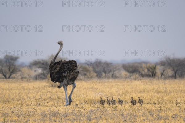 African ostrich (Struthio camelus), adult female with six young animals, chicks, animal family, African savanna, Nxai Pan National Park, Botswana