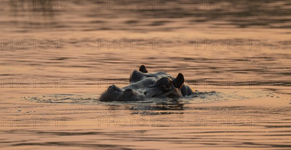 Evening mood, hippo (Hippopotamus amphibius) in the Okavango Delta, Botswana