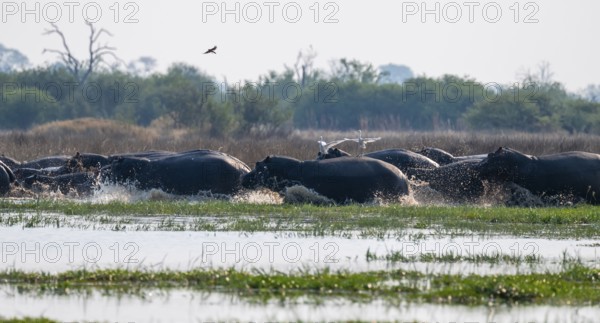 Herd of hippos (Hippopotamus amphibius) run into the water, Okavango Delta, Botswana