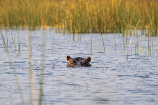 Hippo (Hippopotamus amphibius) in the Okavango Delta, Botswana