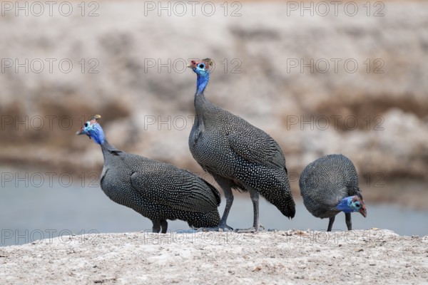 Helmet guinea fowl (Numida meleagris), swarm at the waterhole, Nxai Pan National Park, Botswana