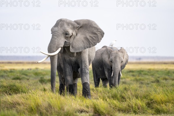 African elephant (Loxodonta africana), Amboseli National Park, Rift Valley Province, Kenya