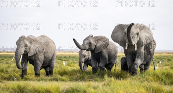 Four African elephants (Loxodonta africana), active, trumpets and aggression, Amboseli National Park, Rift Valley Province, Kenya