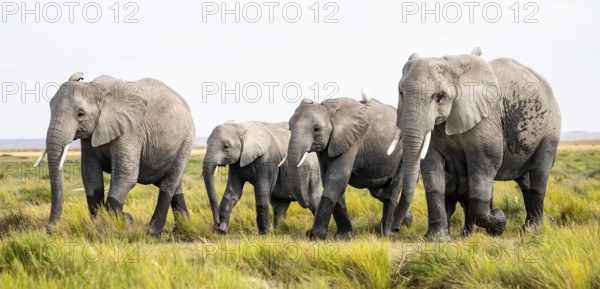 Animal Herd, African Elephant (Loxodonta africana), Amboseli National Park, Rift Valley Province, Kenya