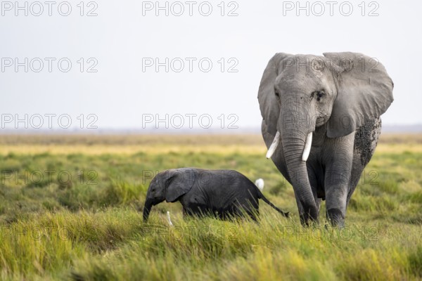 African elephant (Loxodonta africana), mother and young in Amboseli National Park, Rift Valley Province, Kenya