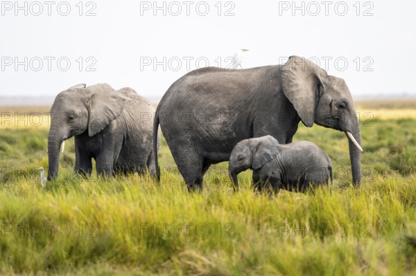 Animal Family, African Elephant (Loxodonta africana), Amboseli National Park, Rift Valley Province, Kenya