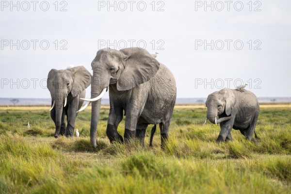 Three African elephants (Loxodonta africana), herons on their backs, Amboseli National Park, Rift Valley Province, Kenya
