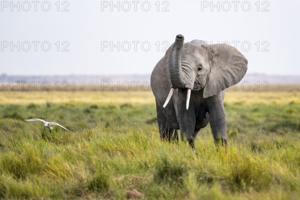 African elephant (Loxodonta africana), aggression, herd of young animals in Amboseli National Park, Rift Valley Province, Kenya