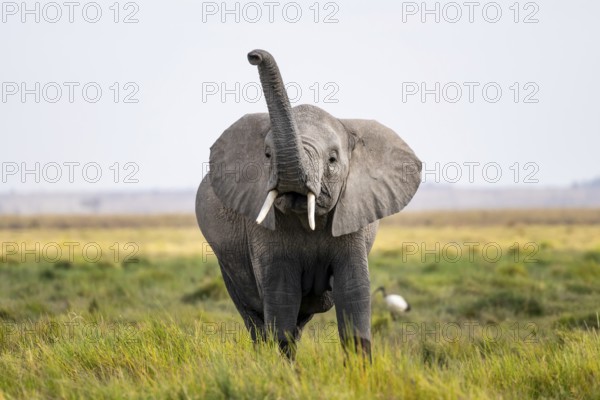 African elephant (Loxodonta africana), aggression or smell, herd of young animals in Amboseli National Park, Rift Valley Province, Kenya