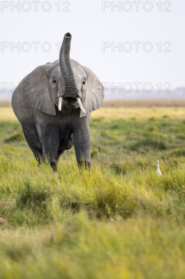 African elephant (Loxodonta africana), aggression or smell, herd of young animals in Amboseli National Park, Rift Valley Province, Kenya