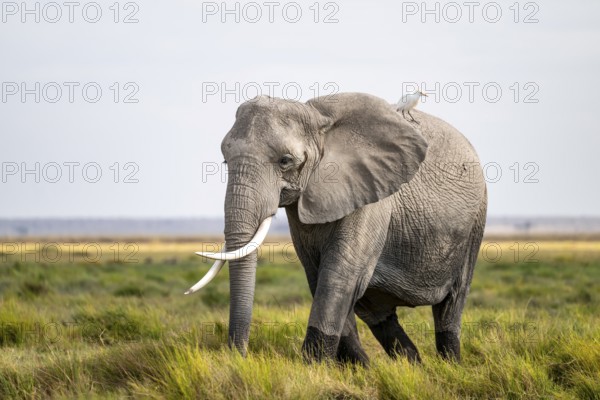 African elephant (Loxodonta africana), cow heron on the back, Amboseli National Park, Rift Valley Province, Kenya