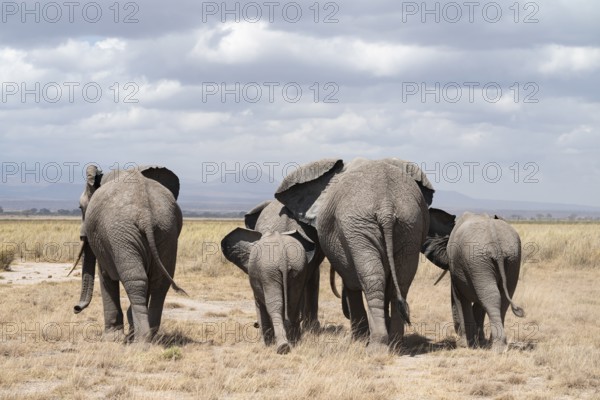 Arid Landscape, African Elephant (Loxodonta africana), Amboseli National Park, Rift Valley Province, Kenya