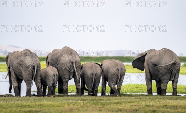 Funny, herd standing in line at water and drinking, African elephant (Loxodonta africana), Amboseli National Park, Rift Valley Province, Kenya