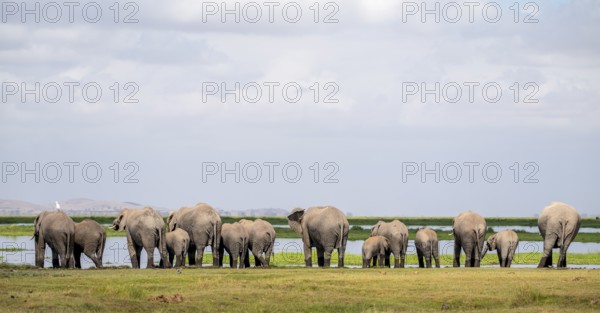 Herd standing in line at water drinking, African elephant (Loxodonta africana), Amboseli National Park, Rift Valley Province, Kenya