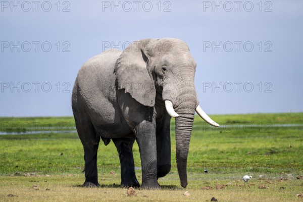 Big male, African elephant (Loxodonta africana), Amboseli National Park, Rift Valley Province, Kenya
