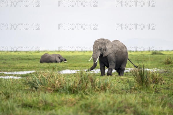 African elephant (Loxodonta africana), Amboseli National Park, Rift Valley Province, Kenya