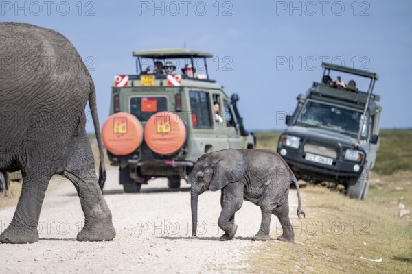 African elephants (Loxodonta africana) crossing the road, back safari jeep, young animal, Amboseli National Park, Rift Valley Province, Kenya