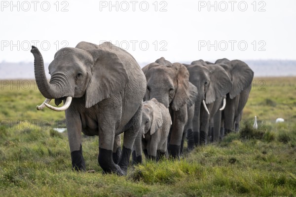 Herd walks in line, trunk raised, African elephant (Loxodonta africana), Amboseli National Park, Rift Valley Province, Kenya