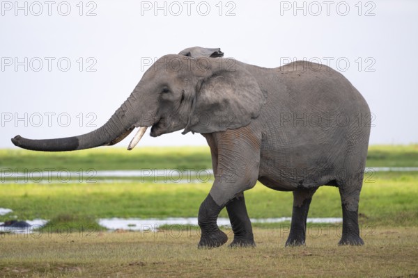 Funny, Raised Trunk, African Elephant (Loxodonta africana), Amboseli National Park, Rift Valley Province, Kenya