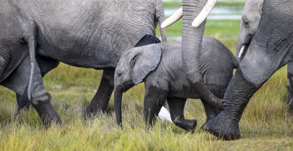 African elephant (Loxodonta africana) with baby, young and dam, Amboseli National Park, Rift Valley Province, Kenya