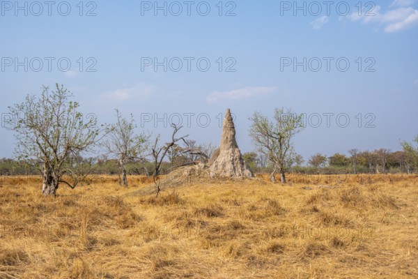 Large termite hill, Moremi Game Reserve, Botswana